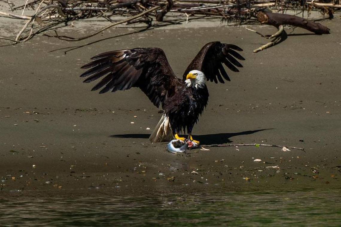 A bald eagle dries its wings after swimming with its prey to shore on Thursday May 23, 2022.