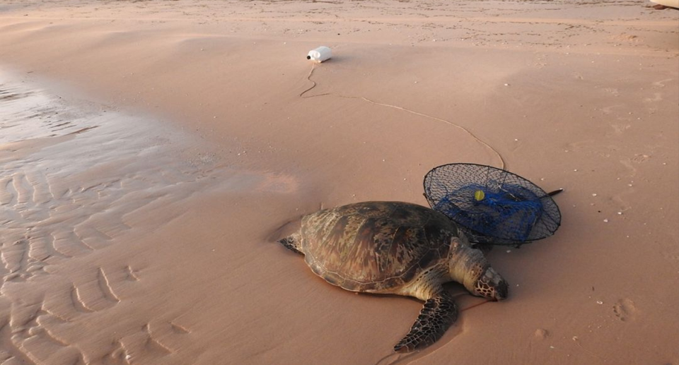 The endangered green turtle dead on the beach.