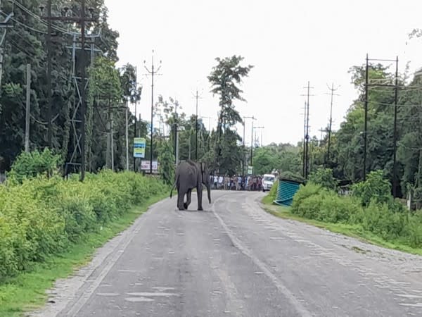 Wild elephant strays into West Bengal village, destroys tea garden (Photo/ANI) 