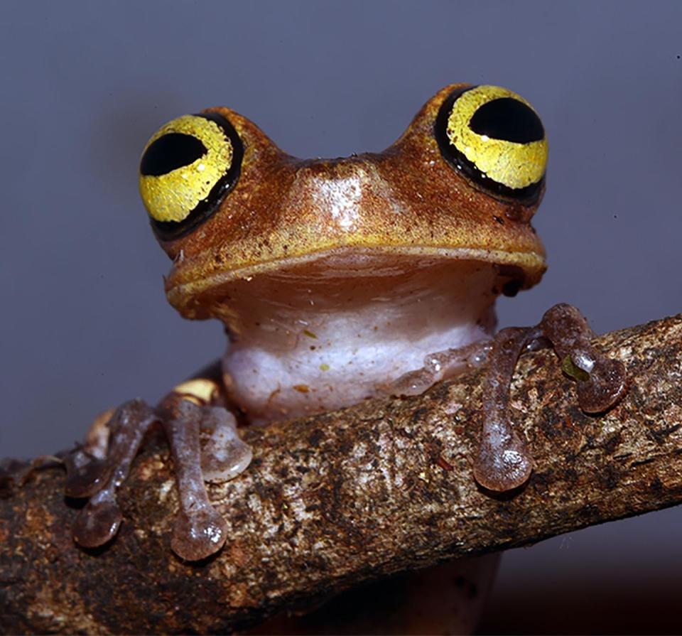 Hoogmoed's tree frog, Boana roraima.