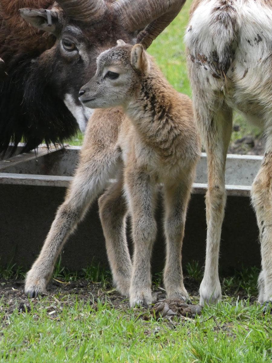 Daily Echo: Mouflon Lamb