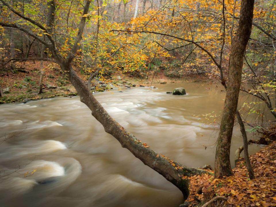 A tree leans over a creek through William B. Umstead State Park in Raleigh in fall. More than 30 miles of trails through the park make it a top U.S. destination for leaf-peepers.