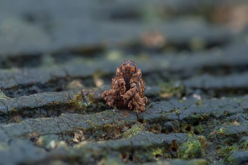 The Irish stranger weevil having a sit down