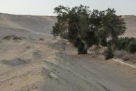 Un árbol y algunos arbustos es lo único que queda en este sector de la Segunda Aldea de Fayoum, Egipto, que alguna vez fue fértil pero al que ya no llega agua del Nilo. Foto del 8 de agosto del 2020. (AP Photo/Nariman El-Mofty)