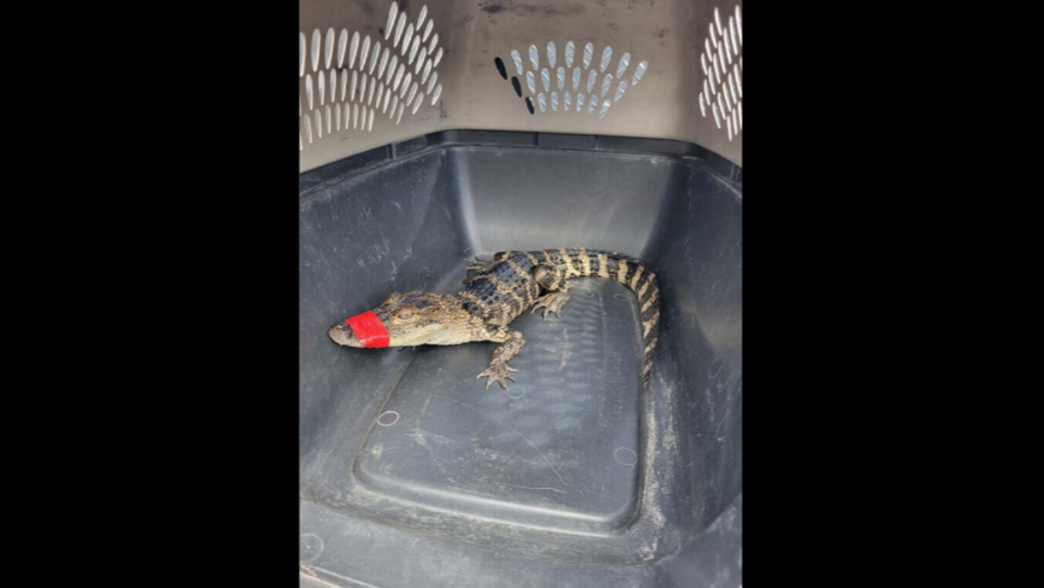 The alligator was safely caught and transported back to the Tampa wildlife park, officers said.