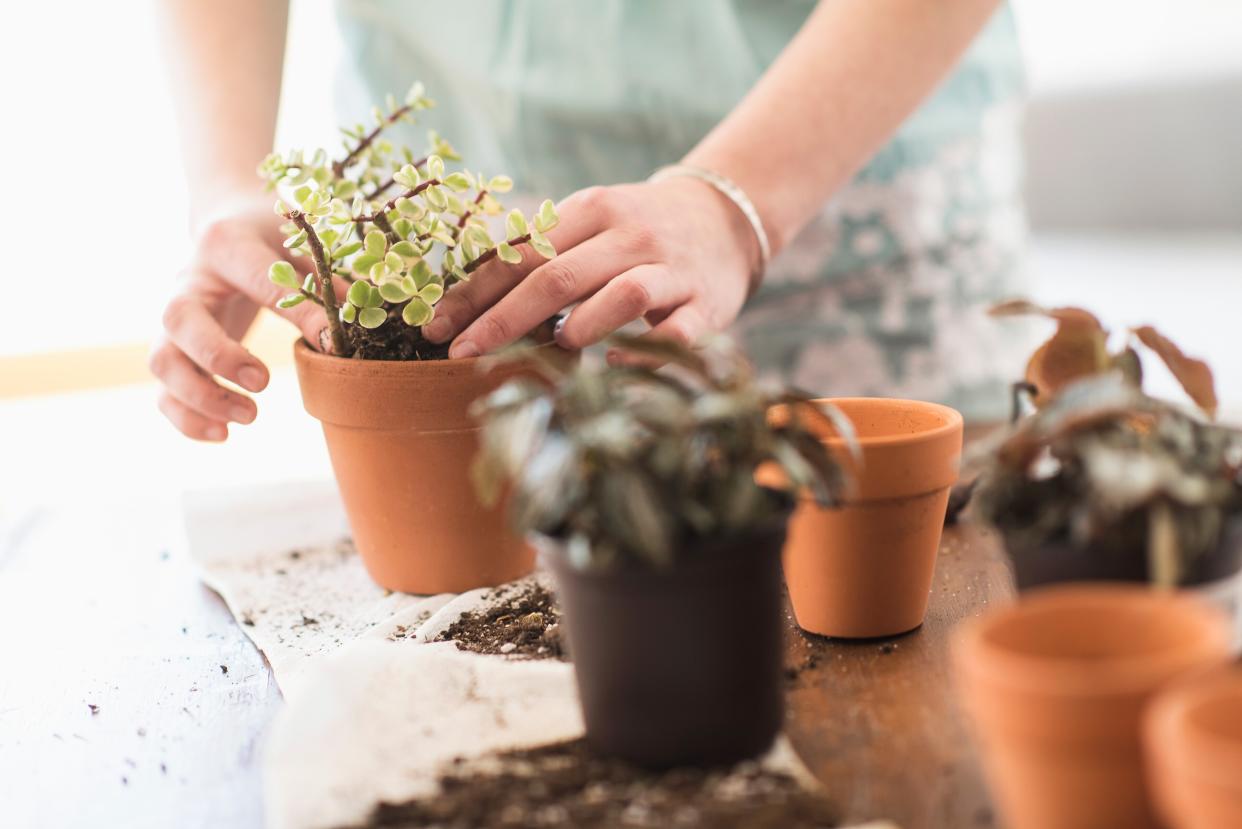 woman repotting plant in terra cotta pot