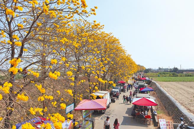 嘉義縣太保市朴子溪南堤防汛道路兩旁黃花風鈴木盛開，流動攤販也如花海綿延無盡。（張毓翎攝）