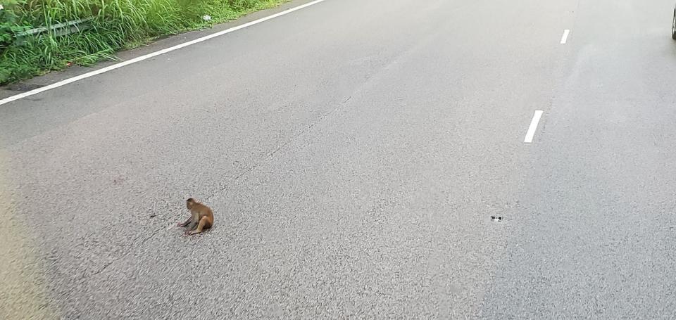 馬騮獨自呆坐城門隧道　疑被車撞頭部受傷