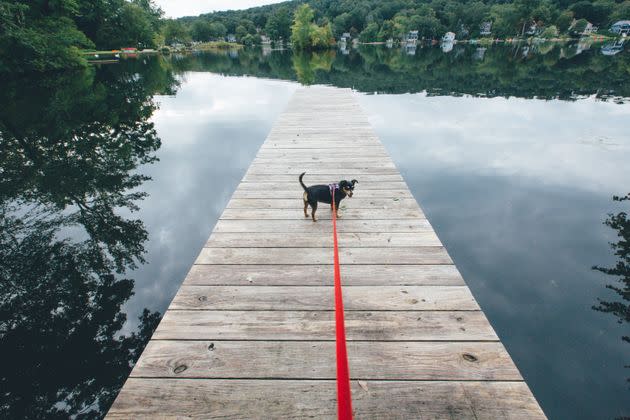 Long retractable leashes got a lot of hate.