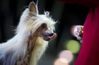 <p>A Chinese crested dog licks its lips while competing at the 142nd Westminster Kennel Club Dog Show at The Piers on Feb. 12, 2018 in New York City. (Photo: Drew Angerer/Getty Images) </p>