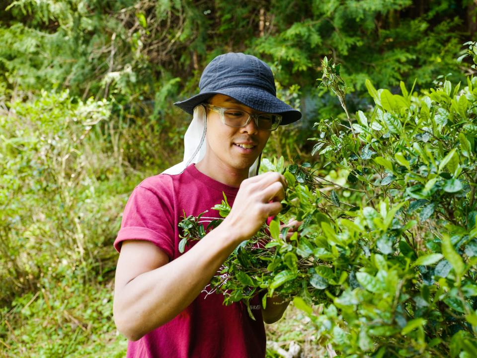 a man picking tea leaves while wearing a hat