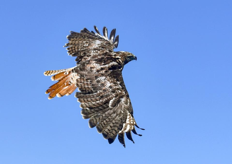 A red-tailed hawk flies free after being rehabilitated at a prairie near the Bramble Park Zoo on Wednesday, August 3, 2022, in Watertown.