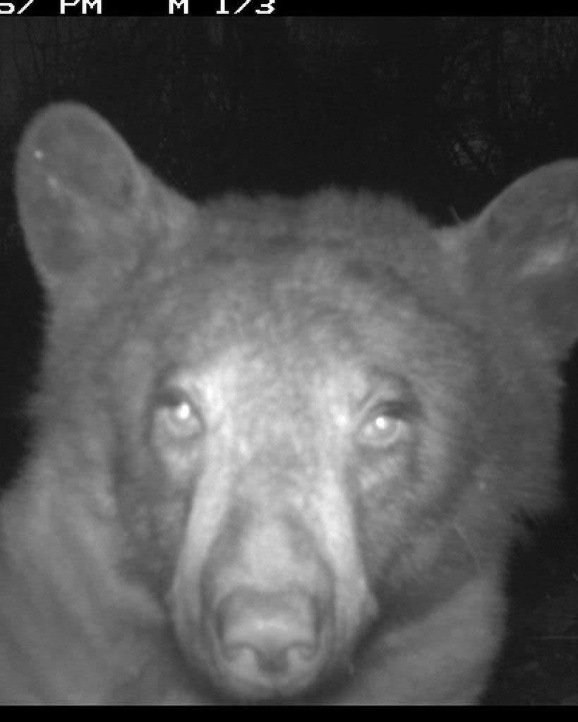 bear caught taking selfies (Courtesy Boulder Open Space and Mountain Parks)