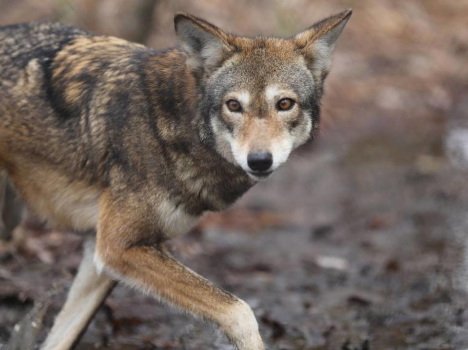 Betty, a female red wolf, roams in a fenced area at the Red Wolf Education Center in Columbia, NC February 10, 2014. The wolf is part of a captive breeding program at the coalition.