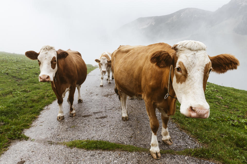 Sollte eine Kuh sich nähern, dann am besten langsam nach hinten gehen. (Symbolbild: Getty Images)