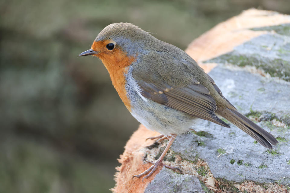 Robin bird perched on a wooden log