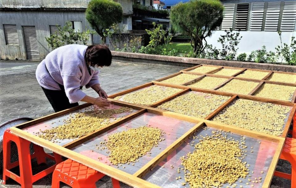 朝陽咖啡啡豆透過日曬自然乾燥，醇度濃厚，風味極佳。(勞動力發展署北分署提供)