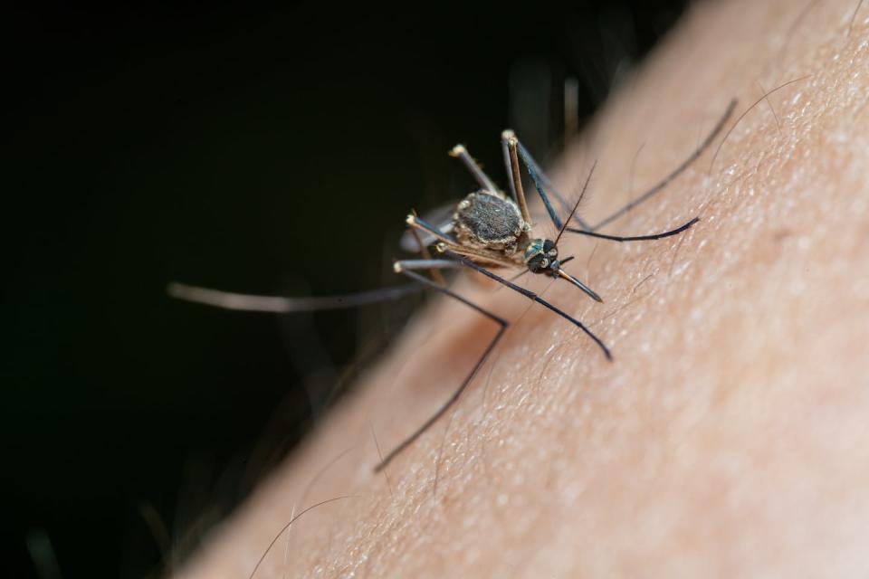 Malaria therapy, a treatment for neurosyphilis, earned its inventor a Nobel Prize. Jimmy Chan/Pexels