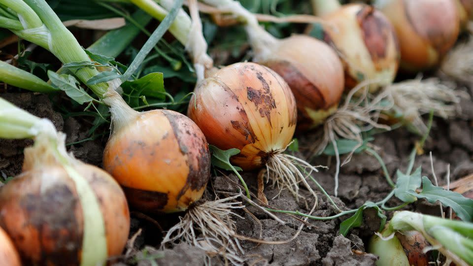 "Onions are common, but they are actually an extraordinary thing," Kurlansky says. "They’re very unusual — both biologically and gastronomically." - vusta/iStockphoto/Getty Images