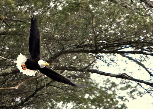 <div class="caption-credit"> Photo by: Flickr</div><b>Lie: Eagles Make THAT Noise</b> <br> Fact: The scream that is often associated with eagles in movies (and the start of the Colbert Report) is not an eagle, but a red tailed hawk. Bald eagles actually sound like "a cross between a squeaky toy and a seagull."