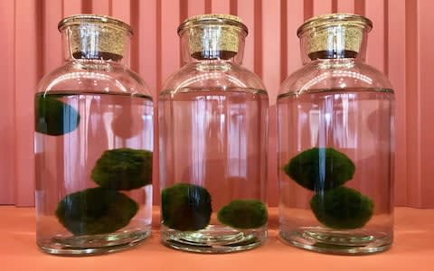 Marimo balls for sale in London Terrariums - Credit: Emma Sibley