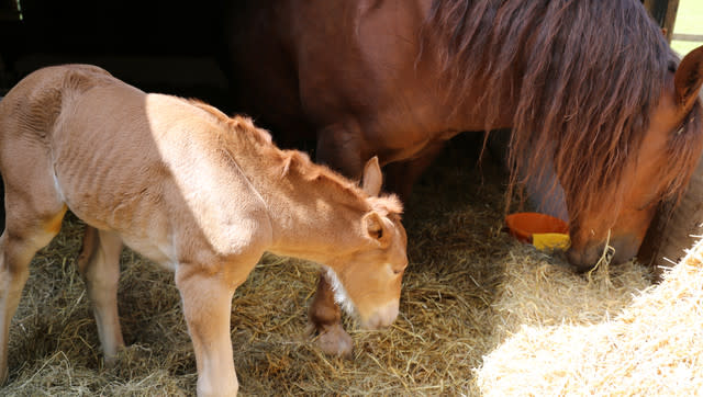 New Hope For Suffolk Punch Horses As First Foal Born At Historic Site In A Century