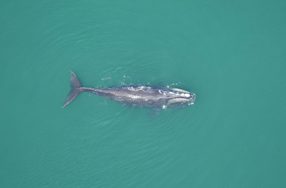 The North Atlantic right whale known as Musketeer frequents the waters south of Nantucket and Martha's Vineyard, Georges Bank, and the Great South Channel, according to researchers at the New England Aquarium in Boston. A Nantucket-based lawsuit seeking to protect right whales by stopping construction of an offshore wind farm was dismissed May 17 in federal court.