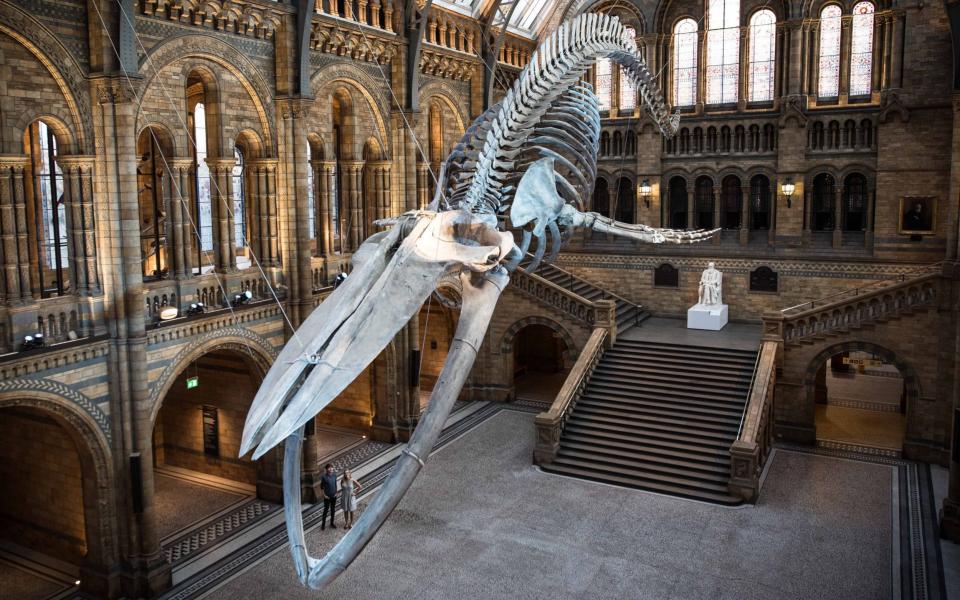 Blue whale skeleton in the Natural History Museum - Credit: John Nguyen for the Telegraph