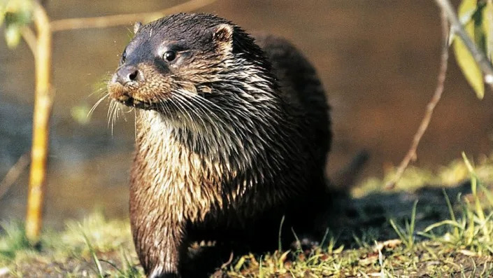 Otter