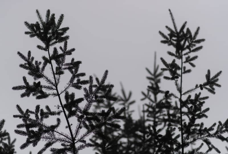 As climate change threatens Washington and Oregon's forests with wildfire, drought and disease, environmentalists are asking which trees are best suited for the changing conditions. Douglas fir (pictures) are less tolerant of shady conditions compared to hardier types of tree, like the coastal redwood. Patrick Seeger/dpa