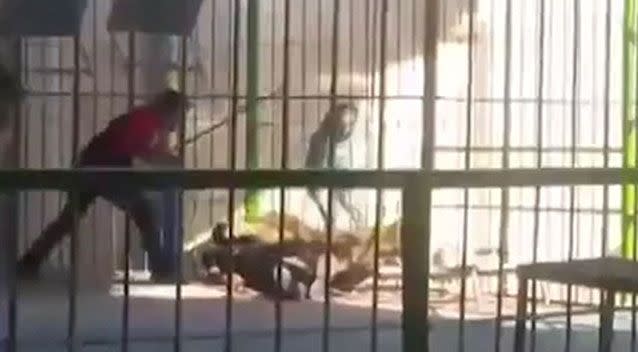 The trainer, with 10 years circus experience, was thrown to the ground as two other trainers rushed to fight the lion off him. Pictures: LiveLeak