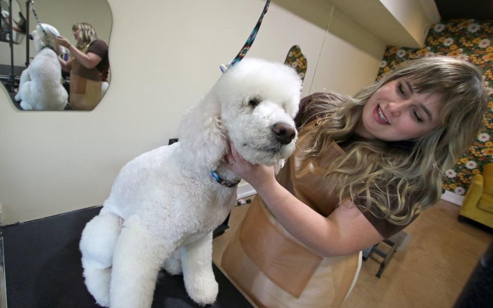 Owner Baylee Pinkelton gives a trim to “Petunia” at Hippie Hounds Dog Grooming on East Central Avenue in Mount Holly early Monday morning, March 25, 2024.