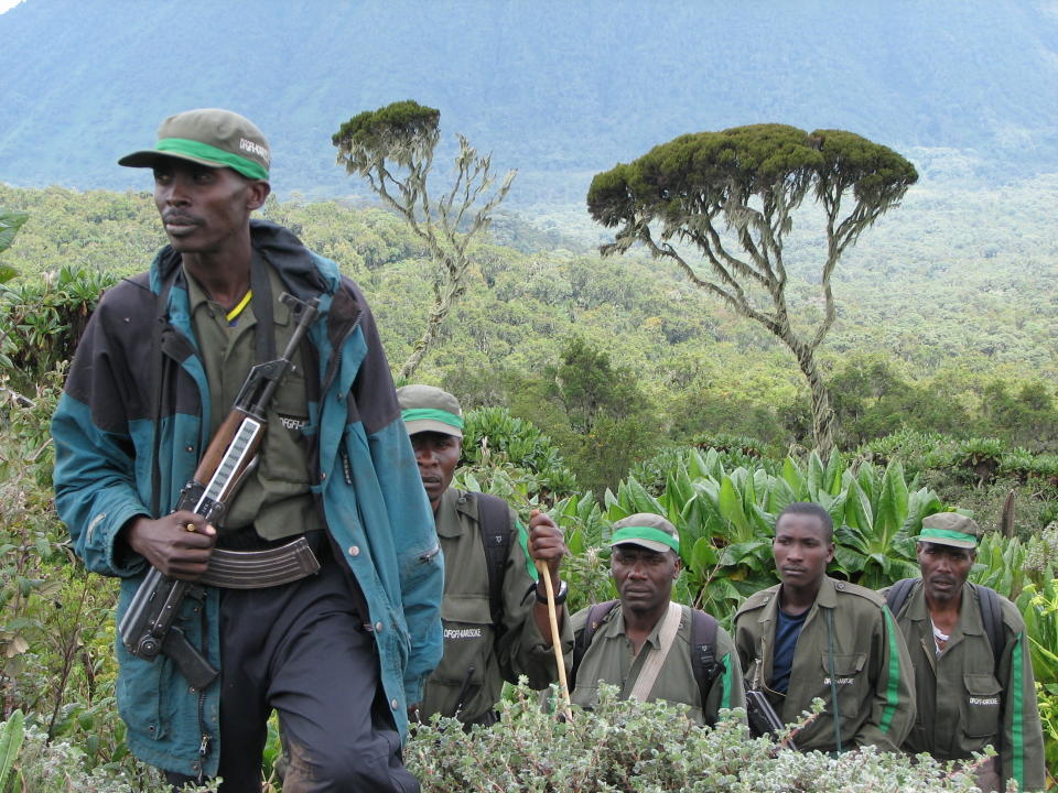 This 2007 photo provided by the Dian Fossey Gorilla Fund shows members of an anti-poaching team in Rwanda's Volcanoes National Park. On Wednesday, Nov. 14, 2018, the International Union for Conservation of Nature updated the species’ status from “critically endangered” to “endangered.” The designation is more promising, but still precarious. (Dian Fossey Gorilla Fund via AP)