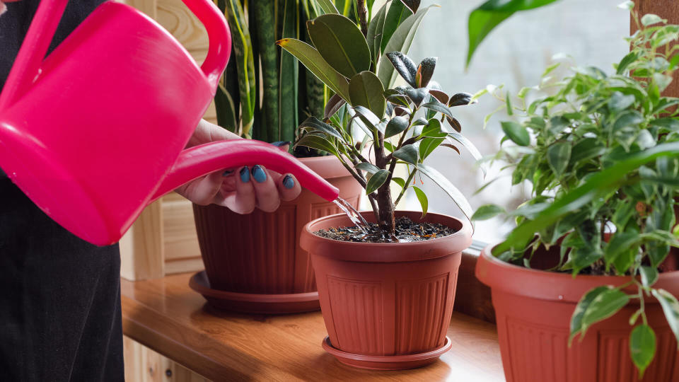 woman water her house plants