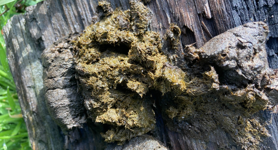 Squashed up wombat poos on a log in Tasmania.