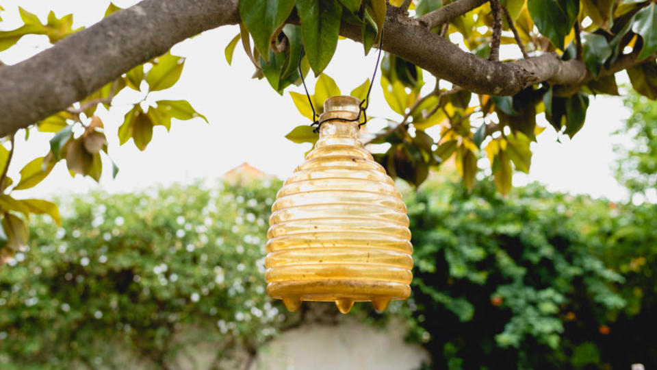 A wasp trap hanging from a branch