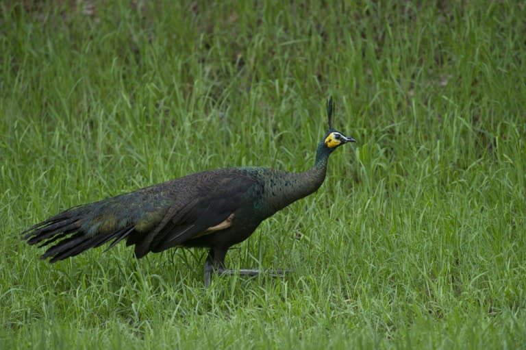 Greater public awareness of the peacock's plight in Myanmar will be critical to bring the unofficial national symbol back from the brink