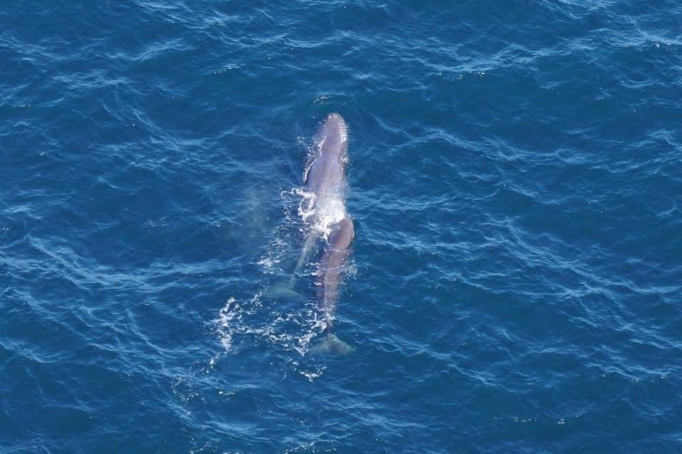 An adult sperm whale and calf swim in the Northeast Canyons and Seamounts Marine National Monument on Oct. 19, southeast of Cape Cod and the Islands. They were among three sperm whales researchers with the New England Aquarium observed during an aerial survey.