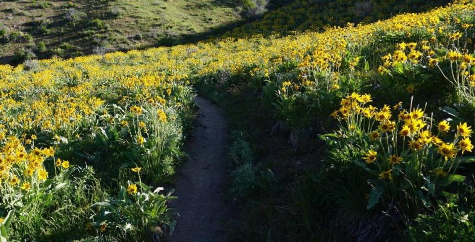 The Watchman Trail may be named for a nearby mining claim that was owned by Watchman Exploration in the 1980s.