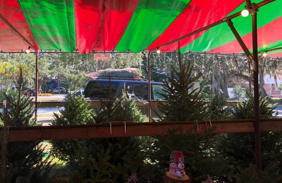 Concerned about supply chain issues, many residents are buying their trees early and discovering that there is, indeed, a supply issue this year. Shown above is the Merry Christmas Trees of Bradenton lot at Manatee Avenue and 33rd Street Court West.