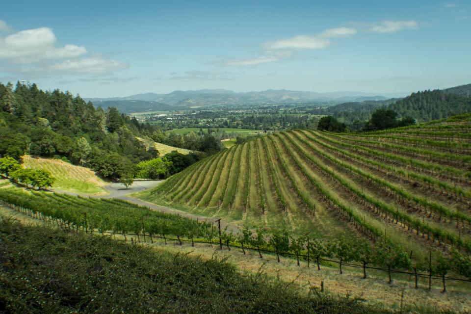 Vineyards sprawling in the hills of Napa Valley, California