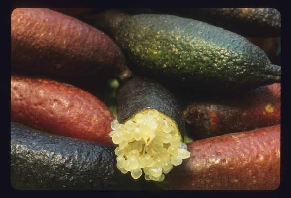 Another view of Australian finger limes at UC Riverside.