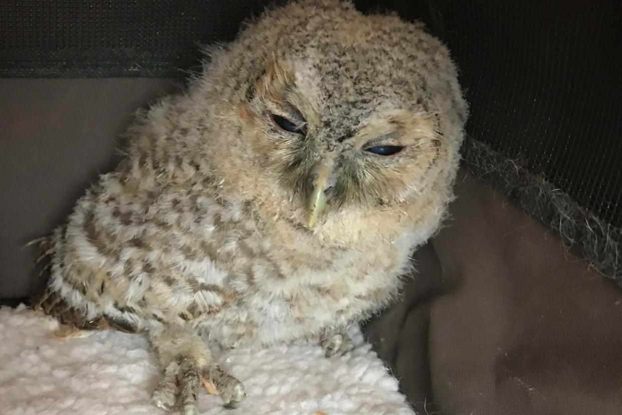 The underweight tawny owl fledgling was rescued in Mildenhall in Suffolk on April 1 after it was spotted by a dog walker: PA