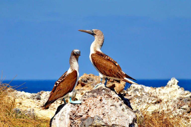 El pájaro bobo de patas azules está presente en las Islas Marías. Foto: Conanp.