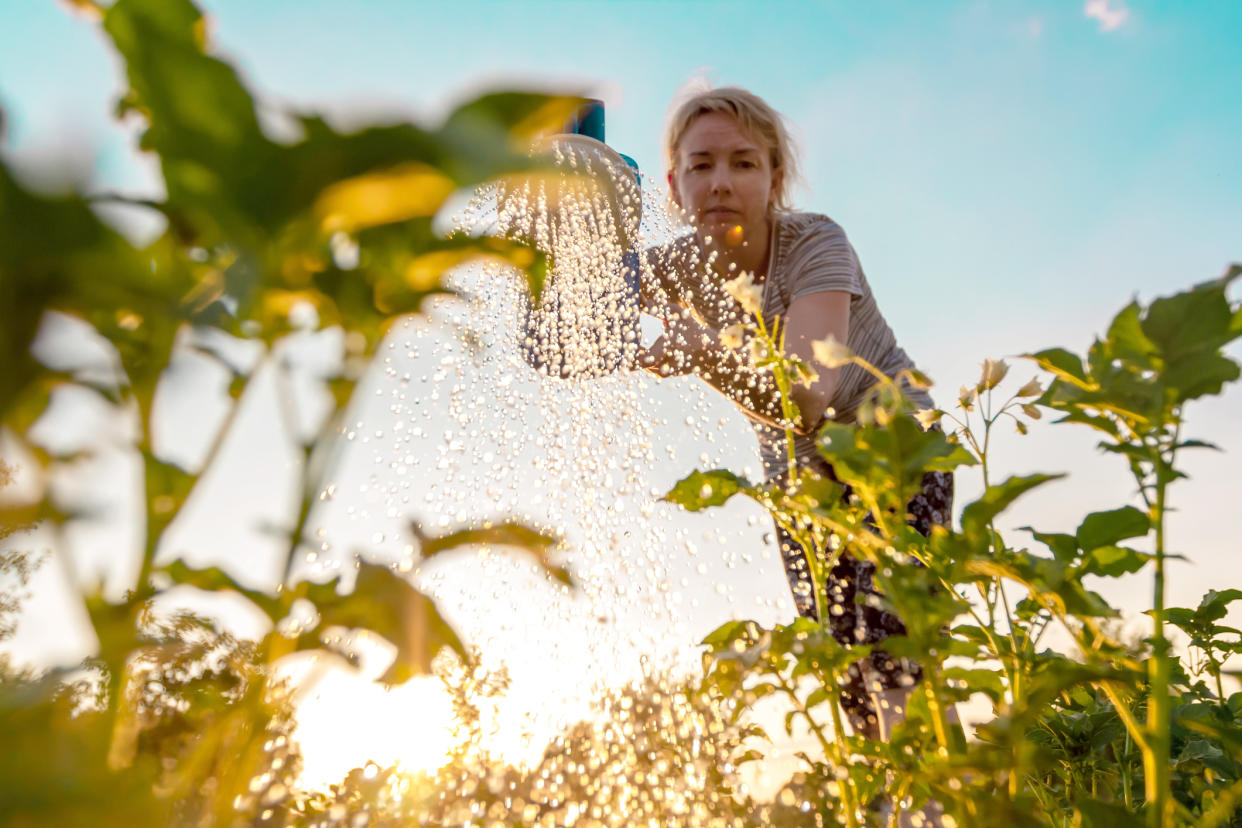 Woman watering plants at sunset