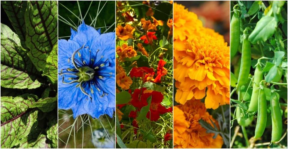 plant combination ideas for container gardens