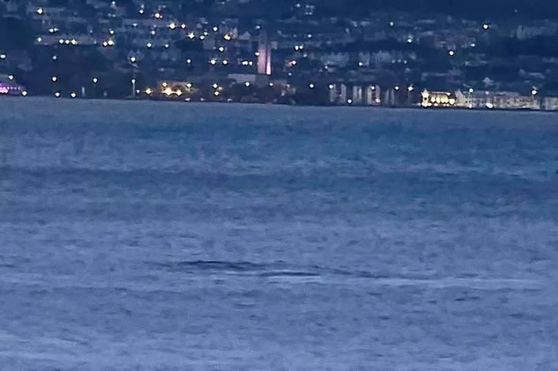 One of the dolphins swimming off Mumbles Bay, with Swansea in the background