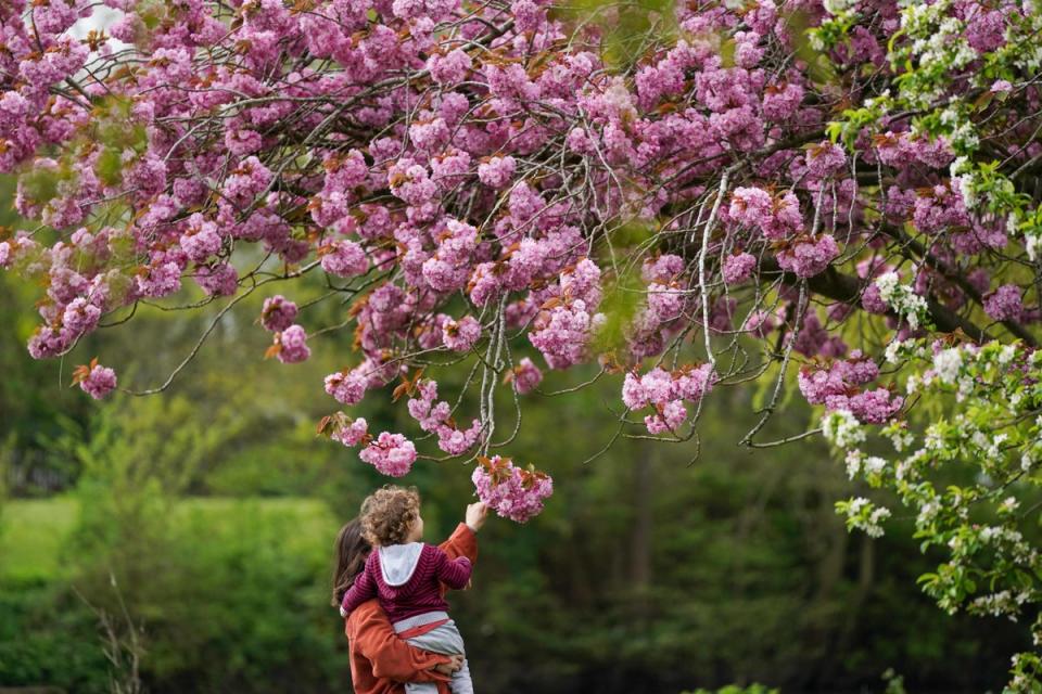 Ioana and her son Luca interact with a flowering cherry blossom tree in St Nicholas' Park, Warwick on Friday 12 April (PA)