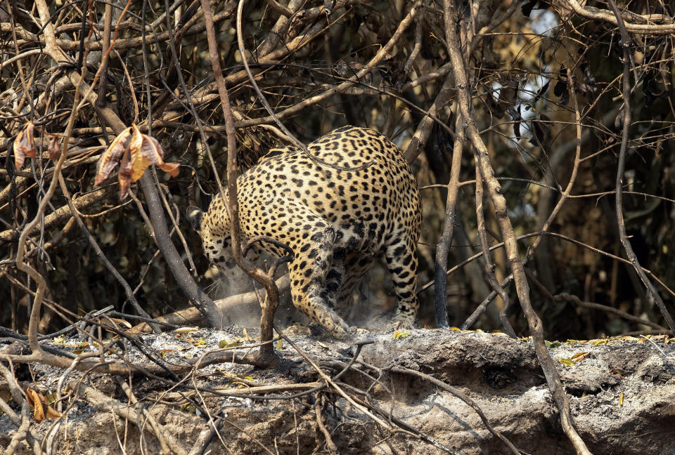 A jaguar turns away from an area recently scorched by wildfires at the Encontro das Aguas park in the Pantanal wetlands near Pocone, Mato Grosso state, Brazil, Sunday, Sept. 13, 2020. Firefighters, troops and volunteers have been scrambling to find and rescue jaguars and other animals before they are overtaken by the flames, which have been exacerbated by the worst drought in 47 years, strong winds and temperatures exceeding 40 degrees centigrade (104 fahrenheit). (AP Photo/Andre Penner)