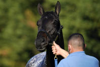 Kentucky Derby winner Medina Spirit is groomed after a morning exercise at Pimlico Race Course ahead of the Preakness Stakes horse race, Tuesday, May 11, 2021, in Baltimore. (AP Photo/Julio Cortez)